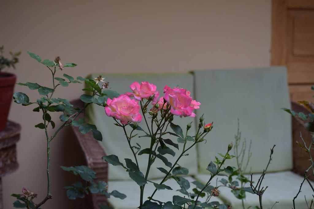 קוסקו Hostal Qorichaska מראה חיצוני תמונה